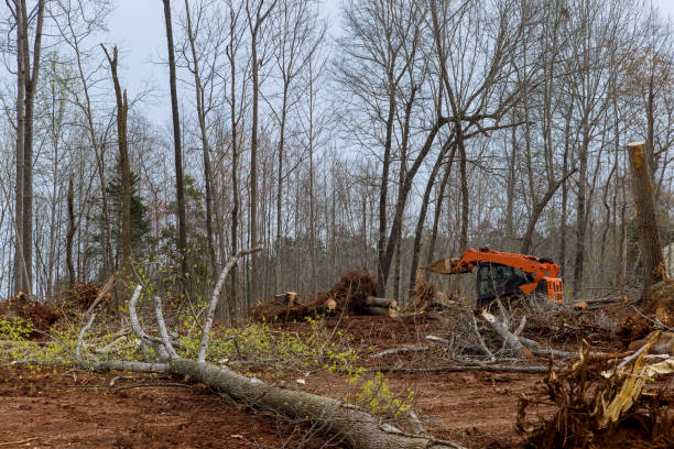 Trusted Honesdale, PA Tree Care Experts